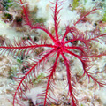 Buceo - profundidades de Elba